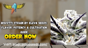giscotti strain