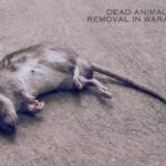Dead Animal Removal in Waratah_