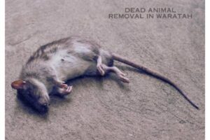 Dead Animal Removal in Waratah_