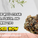 Georgia Pie Weed Strain