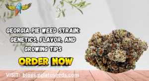 Georgia Pie Weed Strain