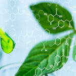 Renewable Chemicals Market
