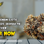 Exotic Cannabis Seeds