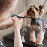 pet Grooming