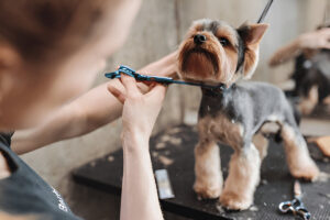 pet Grooming