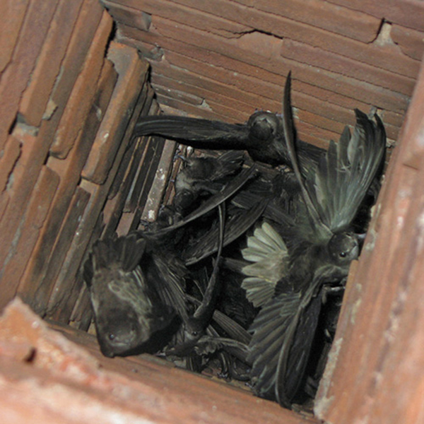 Why is Chimney Animal Removal Essential for Westminster Homes