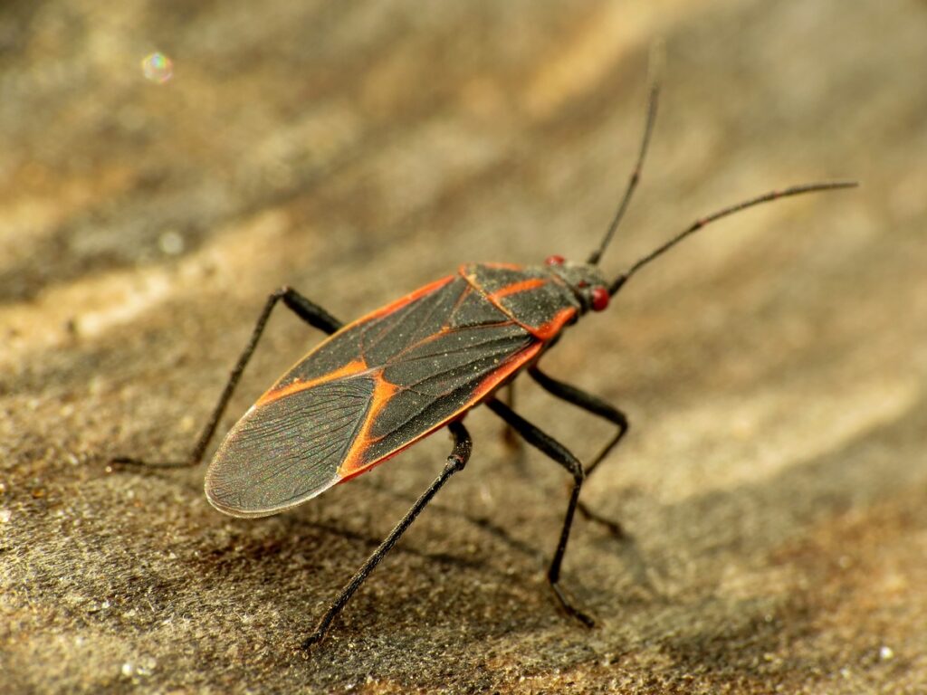 012-boxelder-bugs-in-fall-featured-img