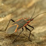 012-boxelder-bugs-in-fall-featured-img