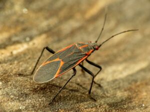 012-boxelder-bugs-in-fall-featured-img