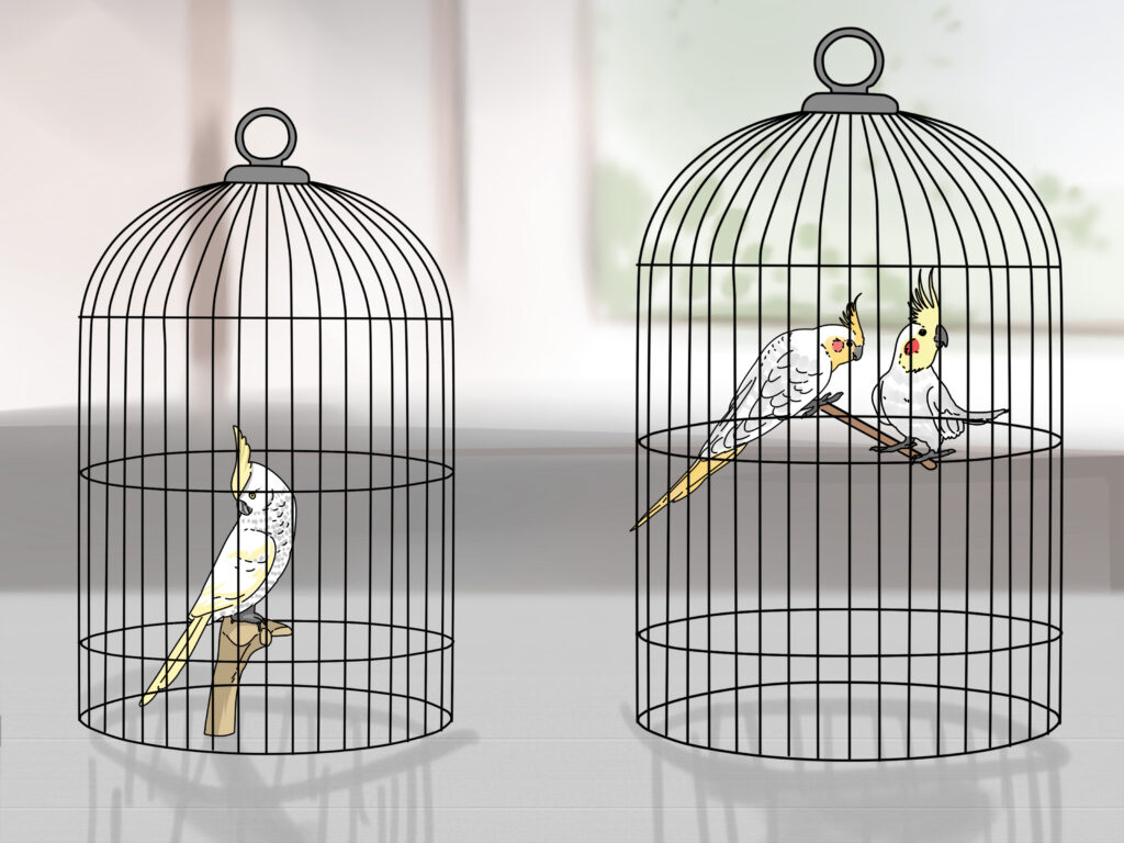 Pets And Bird Removing
