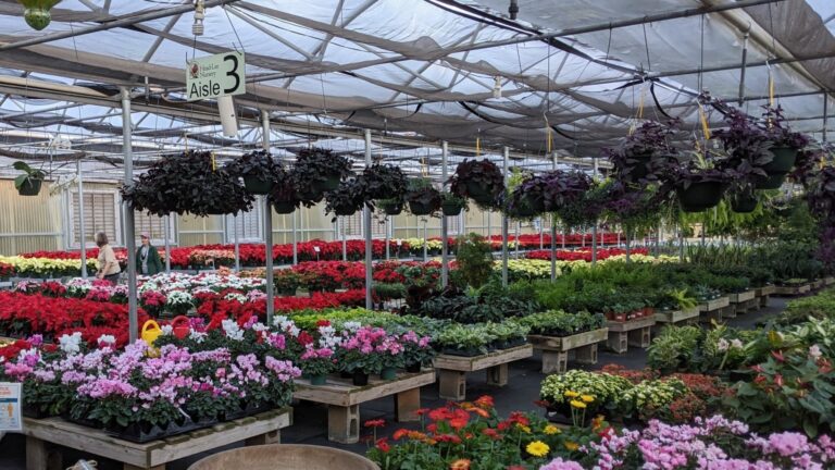 Buy plants online in Pakistan