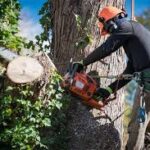 Tree Trimming Service Bronx