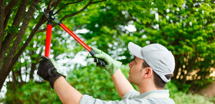 Tree Trimming Service Bronx