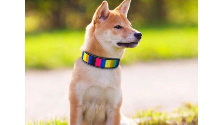 wide dog collars
