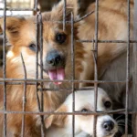yulin