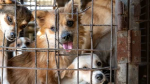 yulin