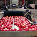 Pomegranate Processing Plant