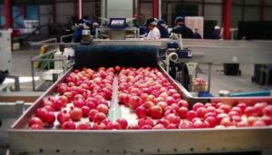 Pomegranate Processing Plant