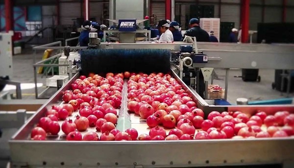 Pomegranate Processing Plant