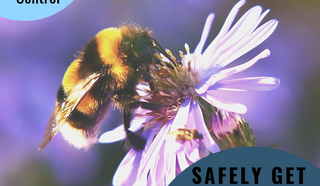 Best Non-Toxic Sprays to Safely Deter Bees Naturally