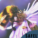 Best Non-Toxic Sprays to Safely Deter Bees Naturally
