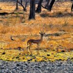 golden triangle tour with ranthambore