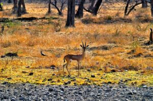 golden triangle tour with ranthambore