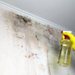 mold removal services