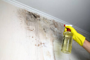 mold removal services