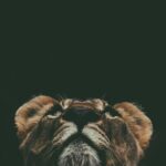 prince-david-MMKAbQPIXg8-unsplash