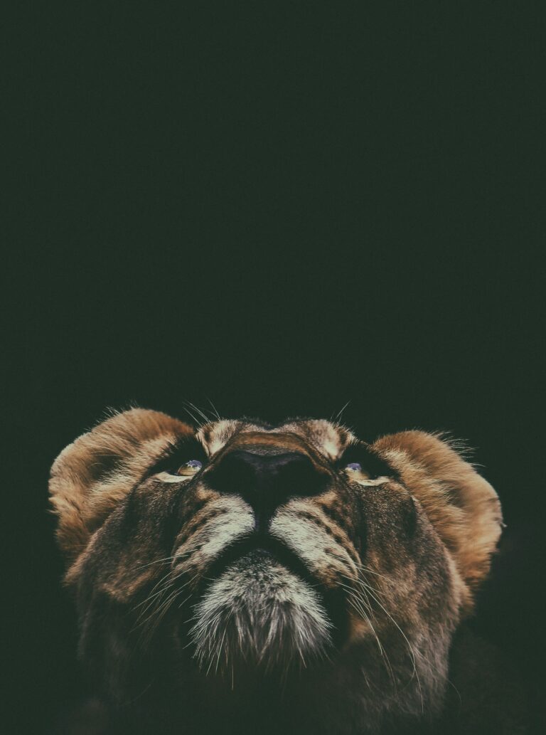 prince-david-MMKAbQPIXg8-unsplash