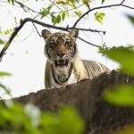 golden triangle with ranthambore tour package