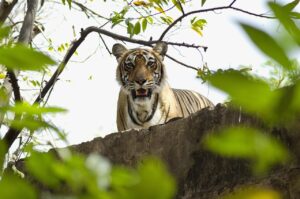 golden triangle with ranthambore tour package